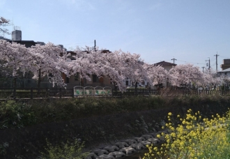 桜の写真