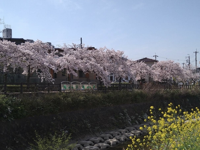 桜の写真